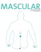 Mascular